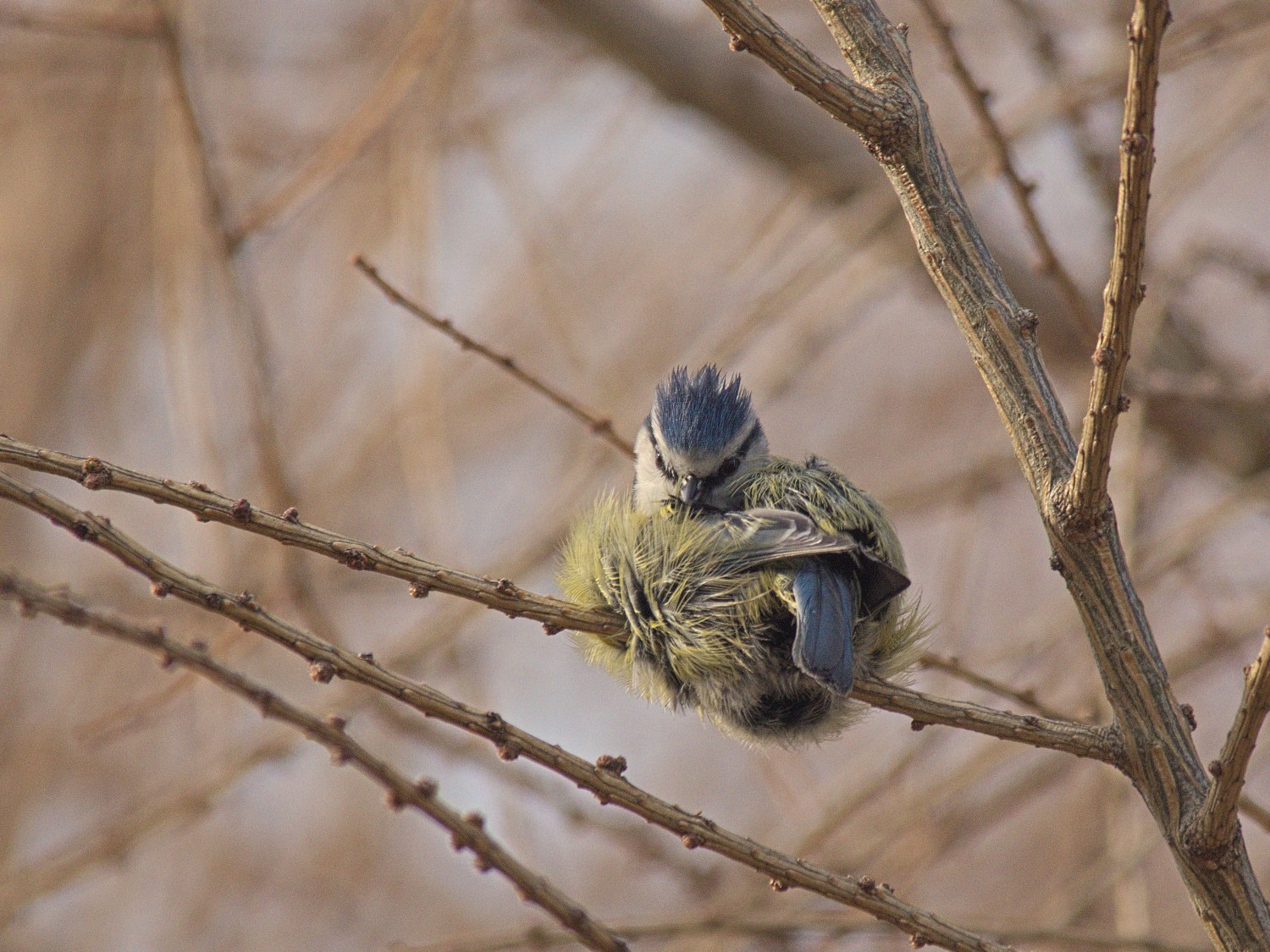 livebirdspoland_a1c6ebd2797ebe984f3c4f8d8b2520bd.jpg