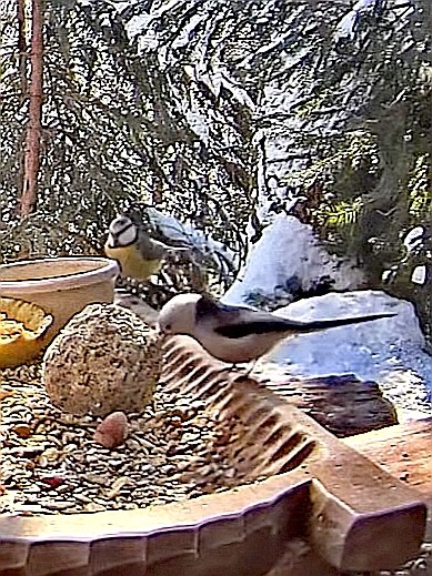 livebirdspoland_4e9c03453db4f8c7ad4e664306f37ae4.jpg