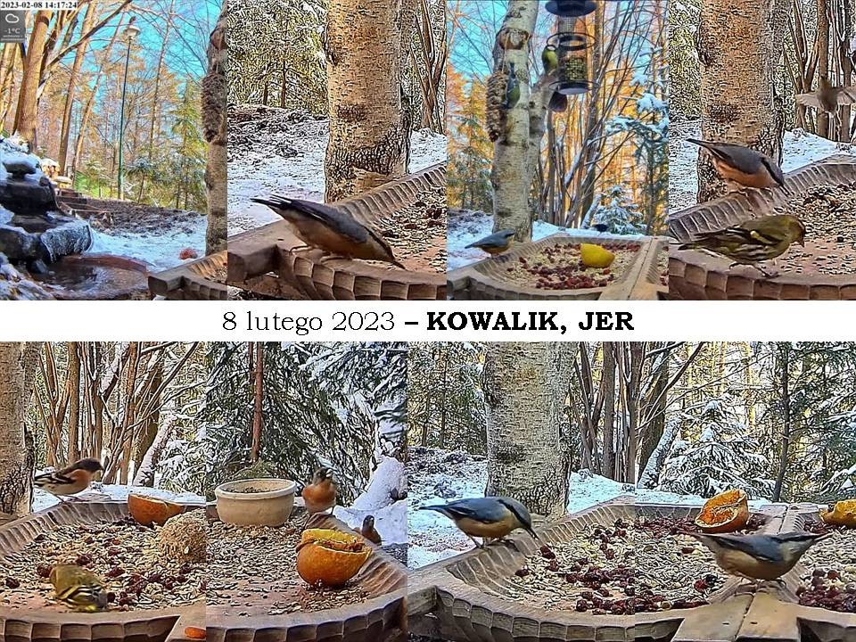 livebirdspoland_6c31eb776229a42c564673207d763128.jpg