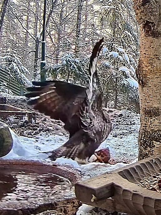 livebirdspoland_aecabe6911e2890499f1abeaa0059dd2.jpg