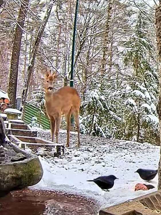 livebirdspoland_5b843ff8a5ce871a04d78dd6cd0975b8.jpg