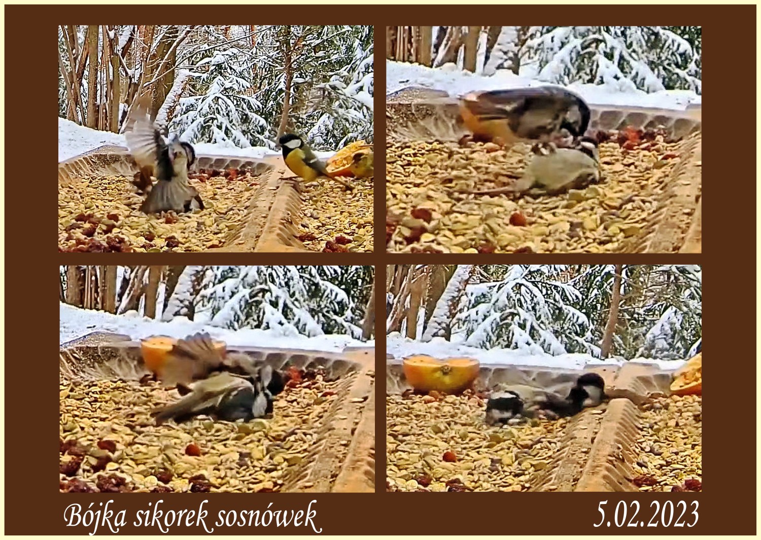 livebirdspoland_ca6745a4303598329c9ed48c14225540.jpg