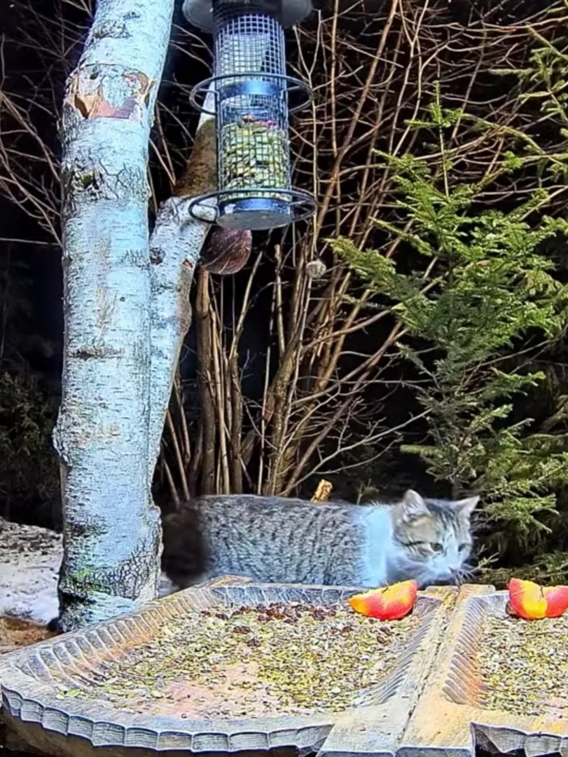 livebirdspoland_4fc93f5c6d47b2c23286632b1e288649.jpg