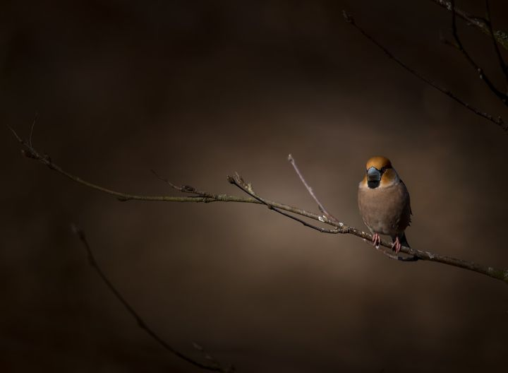 livebirdspoland_a81cf83485caf9737ba319f94211331e.png