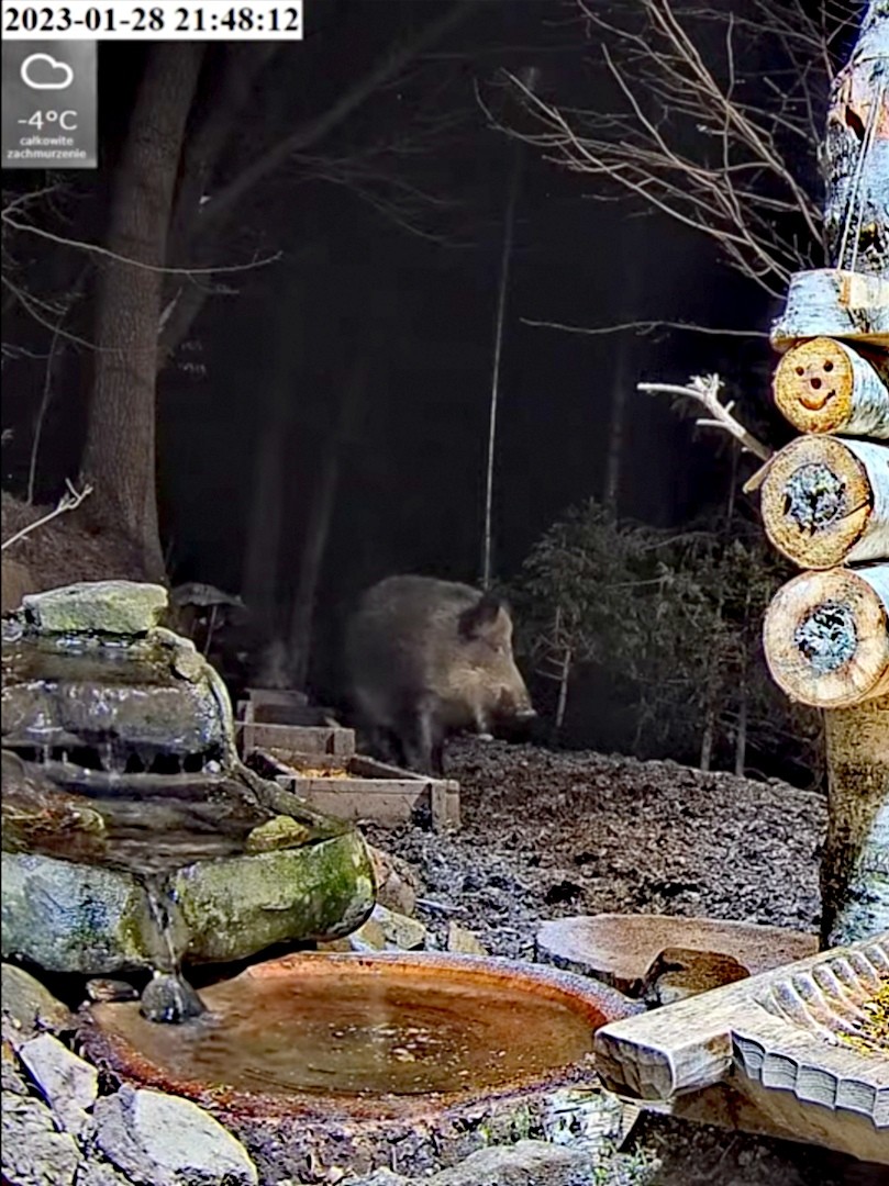 livebirdspoland_c9998e1b28f2d045891542b9680bb431.jpg