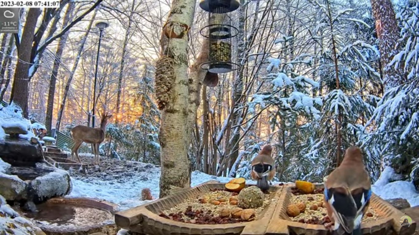 livebirdspoland_0ef70a60990025edd5e80c6c51ff6811.png