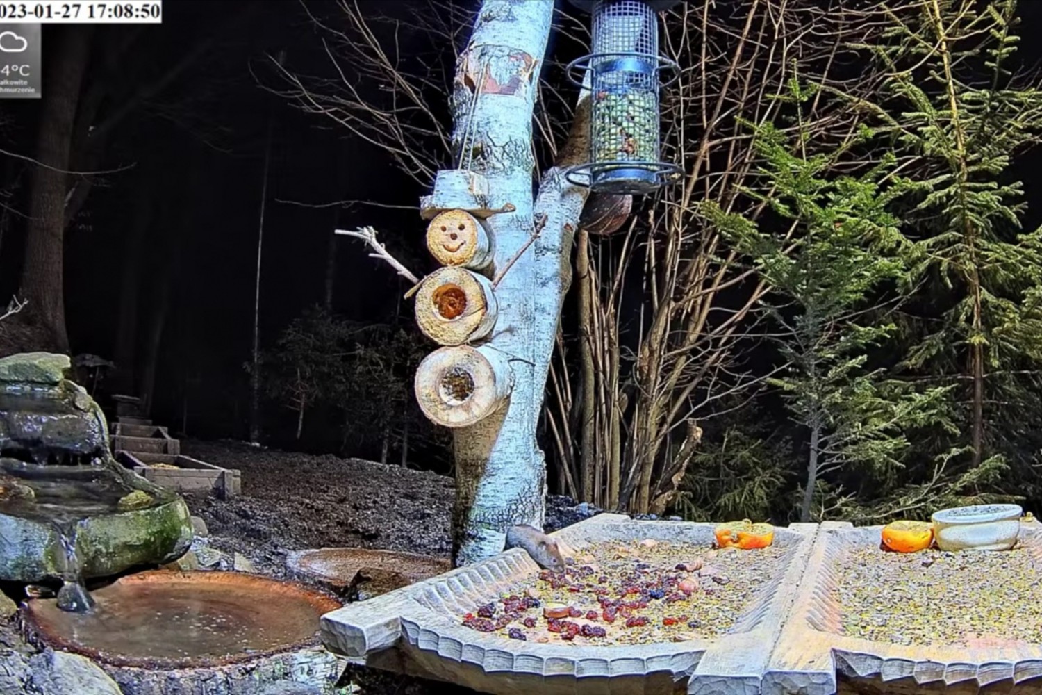 livebirdspoland_7c6e08b7d136ba2eecec74178276fdfb.jpg