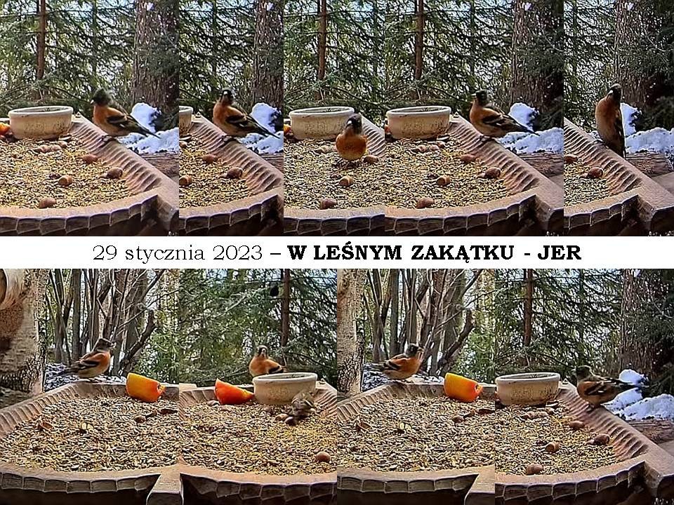 livebirdspoland_df6c32673195c68b7aebc6254dc861d0.jpg