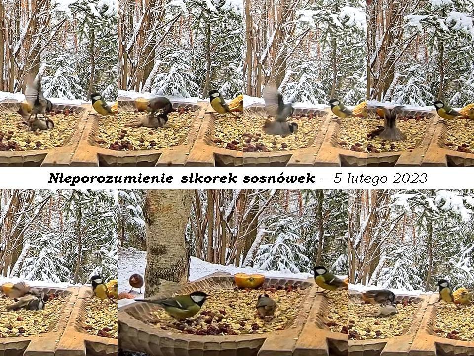 livebirdspoland_220e640d11cf132b724440ab3d46ad0f.jpg