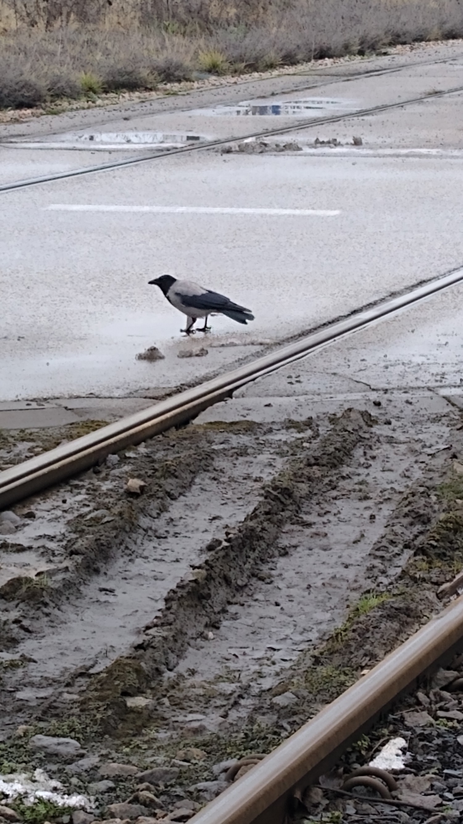 livebirdspoland_75c77ab7f3a56dbd288e567649551a88.jpg