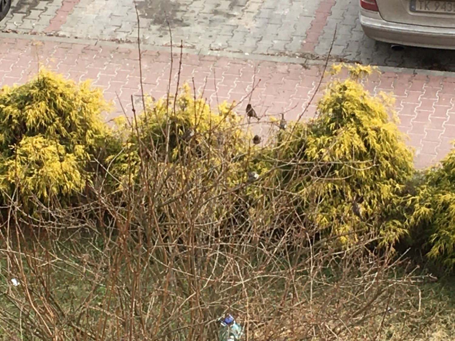 livebirdspoland_9065646a142eeb4b3aacaf89f77c7358.jpg