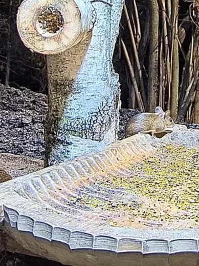 livebirdspoland_929700d02102120c28c4c2bd181bb4ca.jpg