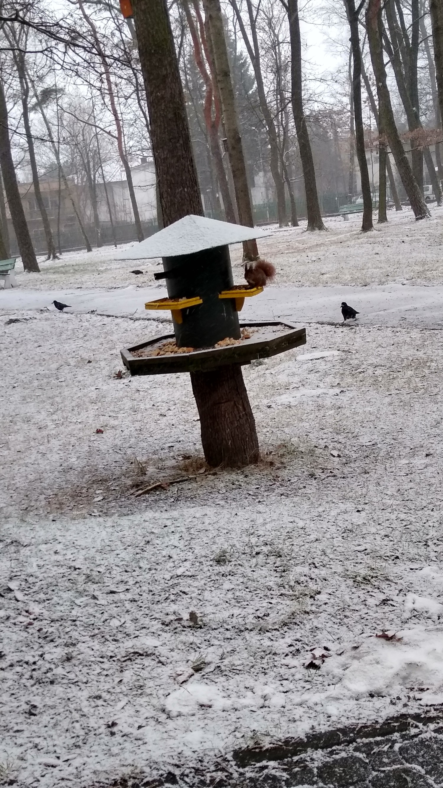 livebirdspoland_36889389ec0b6425b3340e833d80bf5f.jpg