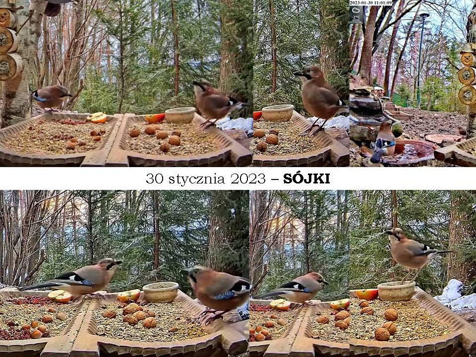 livebirdspoland_e65ce17306943d690bf4b505345696eb.jpg