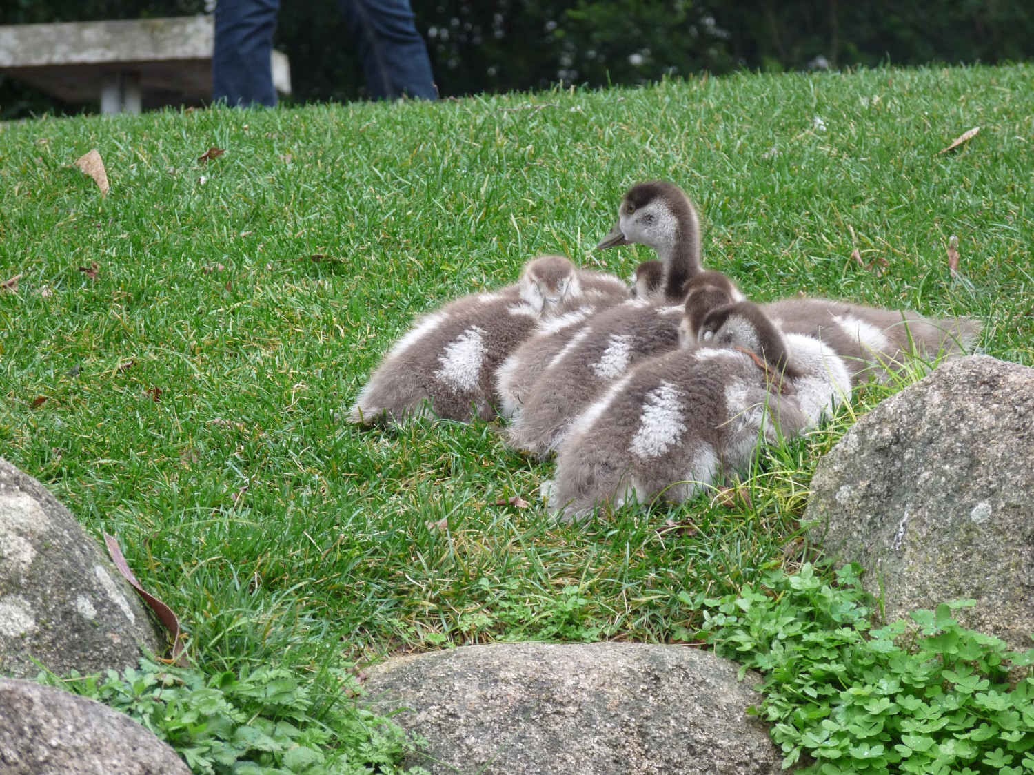 livebirdspoland_8633fa33de72a9f5a3746fce9e39977e.jpg