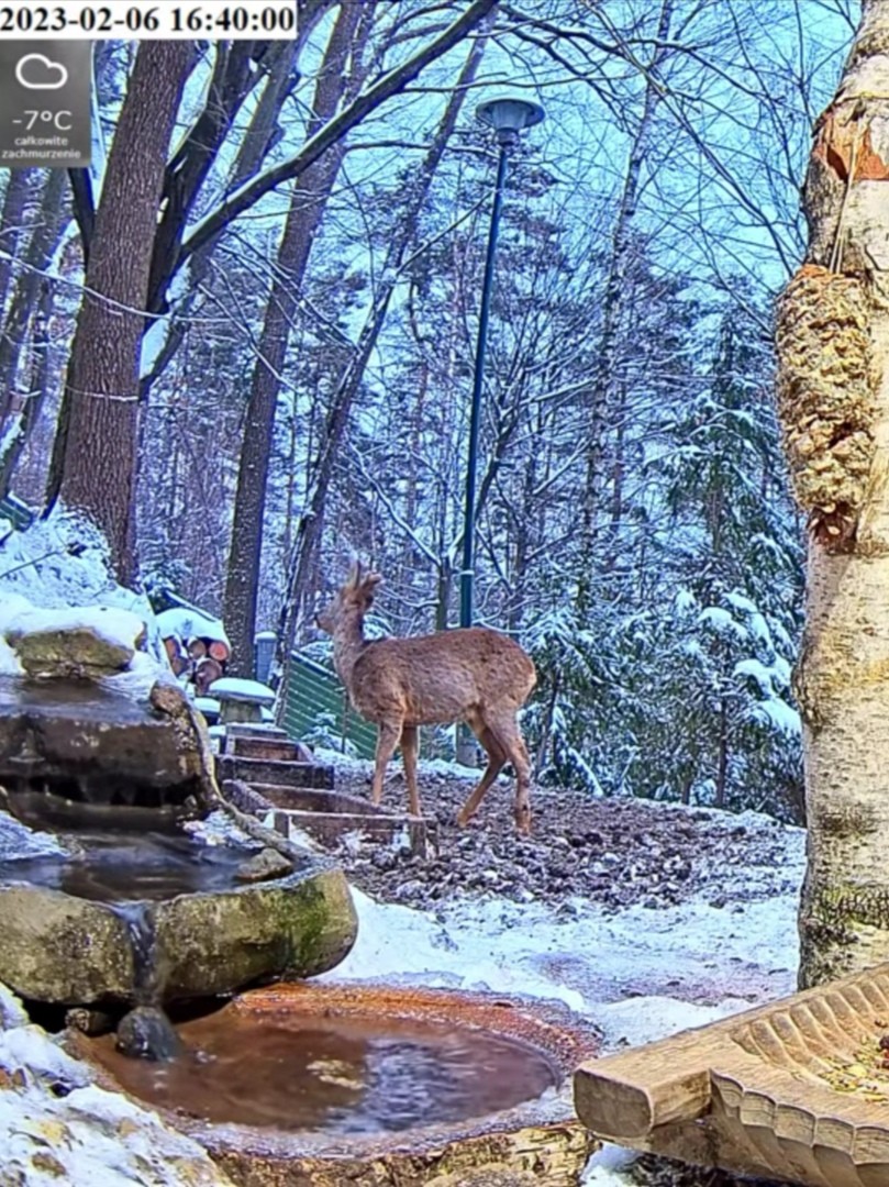 livebirdspoland_3a5bd9c883344e77b2a633ad906812c7.jpg