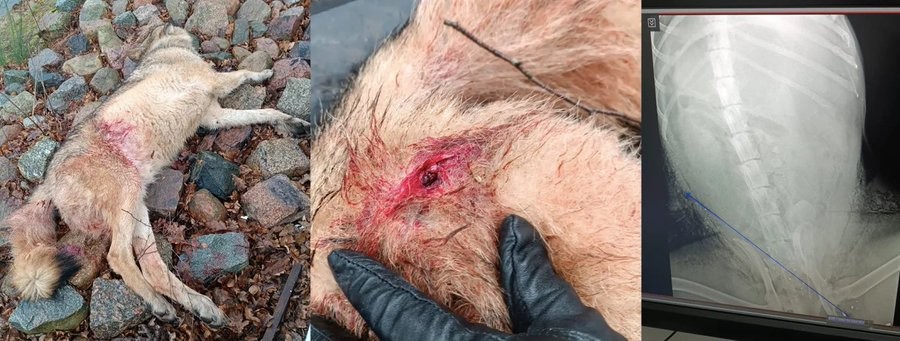 livebirdspoland_10d91e5b1cd891e6d402f4bccf659d48.jpg