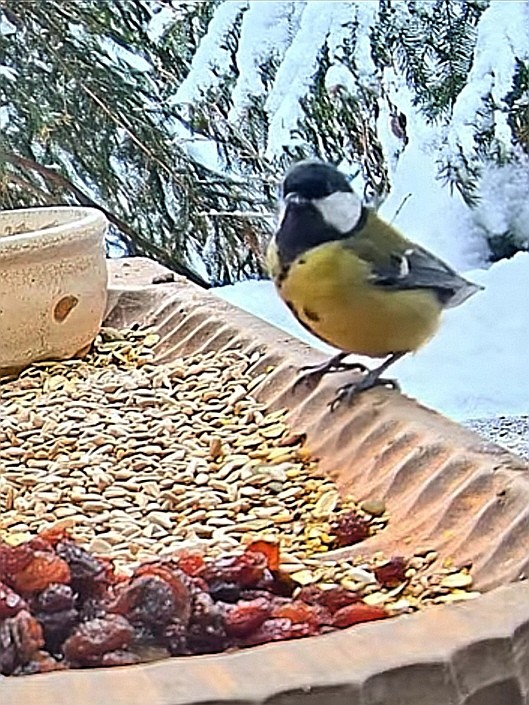 livebirdspoland_595549ff0a3bc134334f7123bffde8ba.jpg