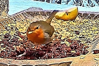 livebirdspoland_210811d2a79ea1d8450d1d2258d921a0.jpg