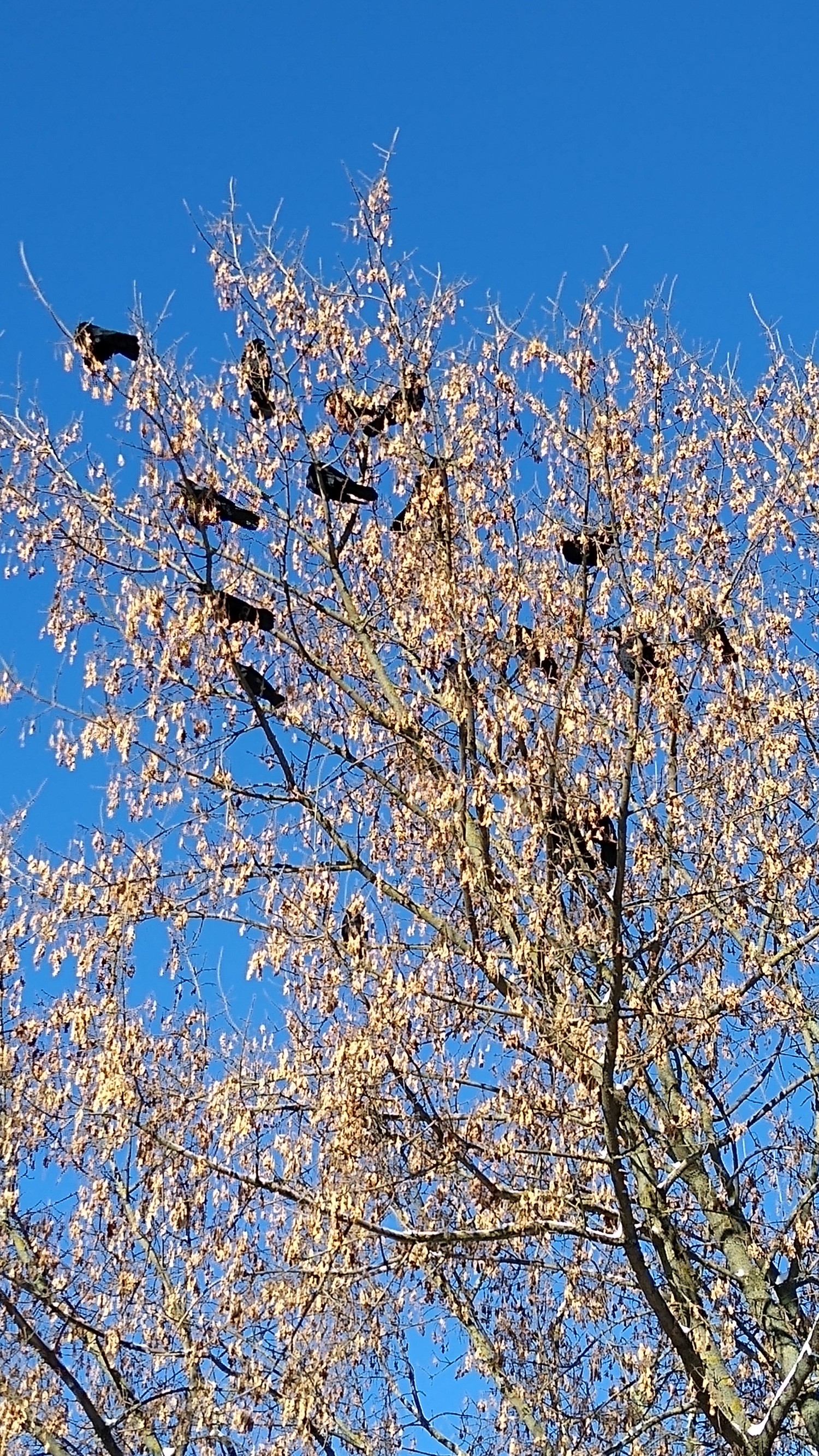 livebirdspoland_6dbf6acf04ff0e77b27c623b8f8c9146.jpg