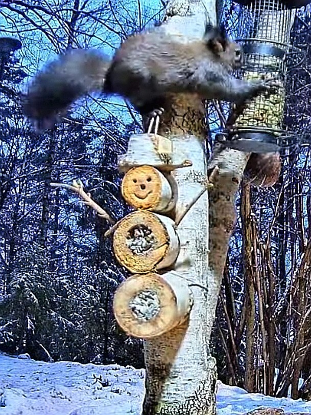 livebirdspoland_74b6fd314148155d2828d845712c43b5.jpg