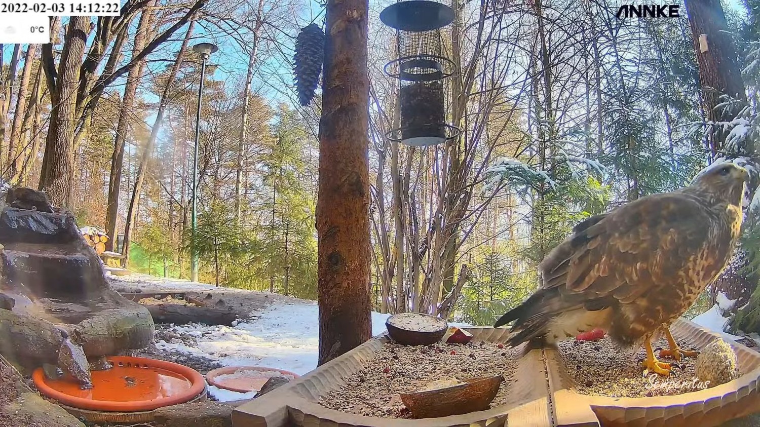 livebirdspoland_85c632058b68742100f36137b71216bd.jpg