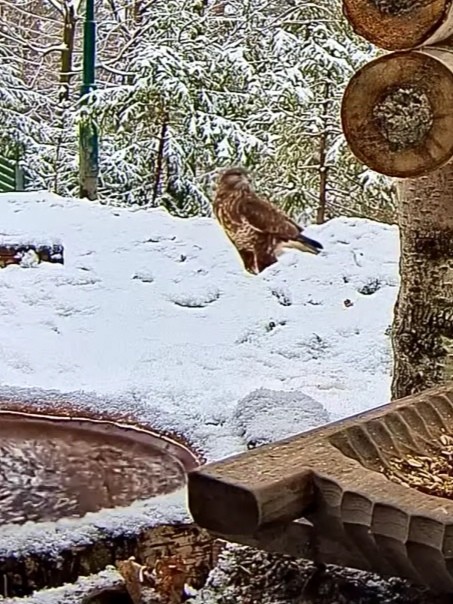 livebirdspoland_01a14961bcdd63186645837e31efe4b2.jpg