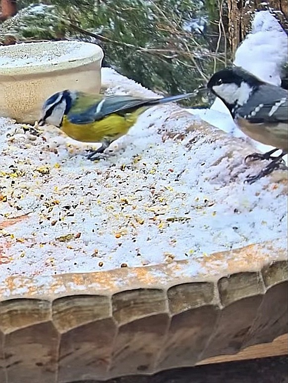livebirdspoland_fe43fee9b4d1d3c4d5cc27811307c214.jpg