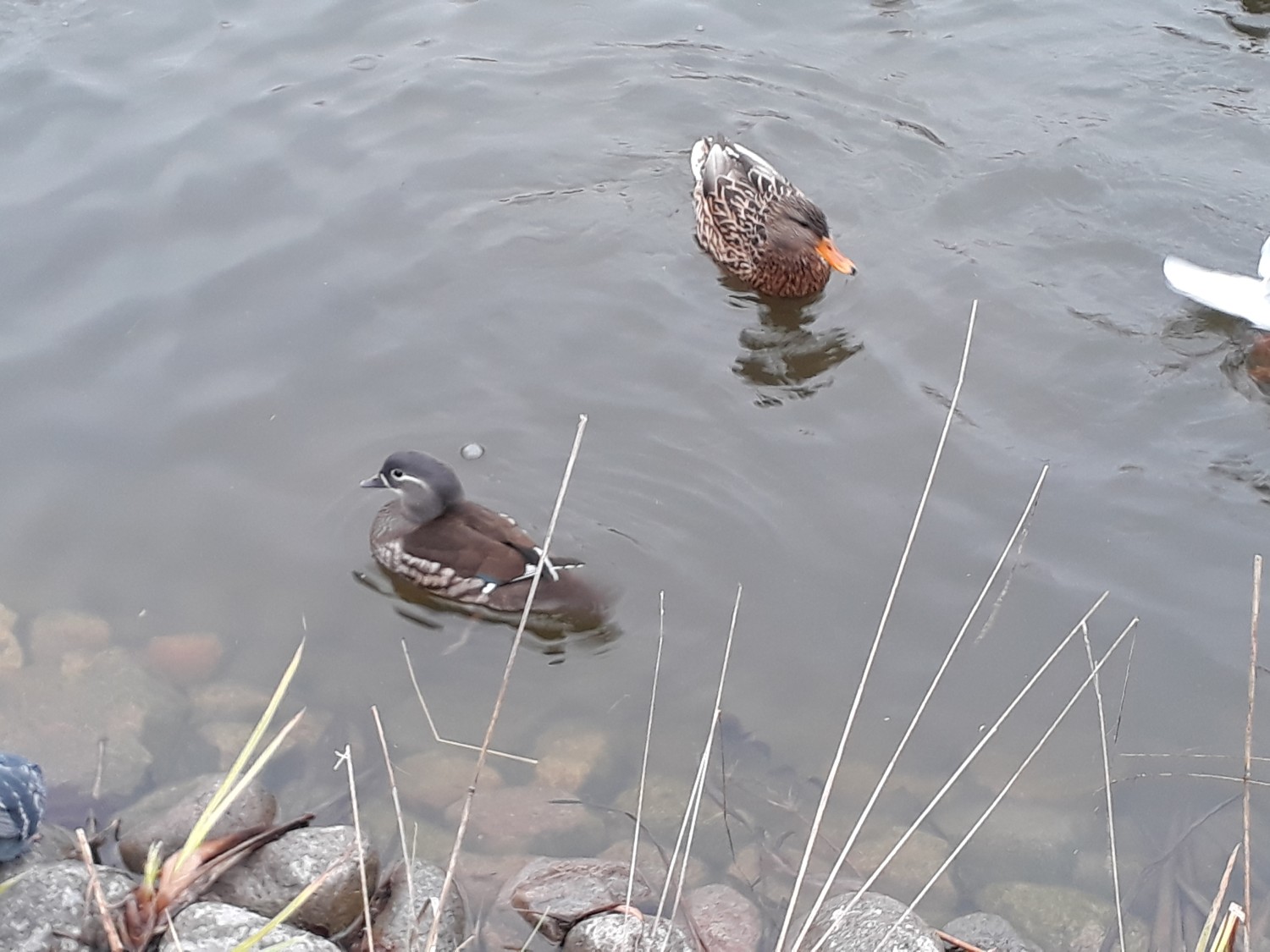 livebirdspoland_fca18a7b6d75456ae2f2f057369cef2c.jpg