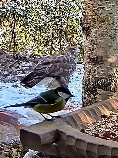 livebirdspoland_8b12d60a36473d885a4cca87b764087a.jpg
