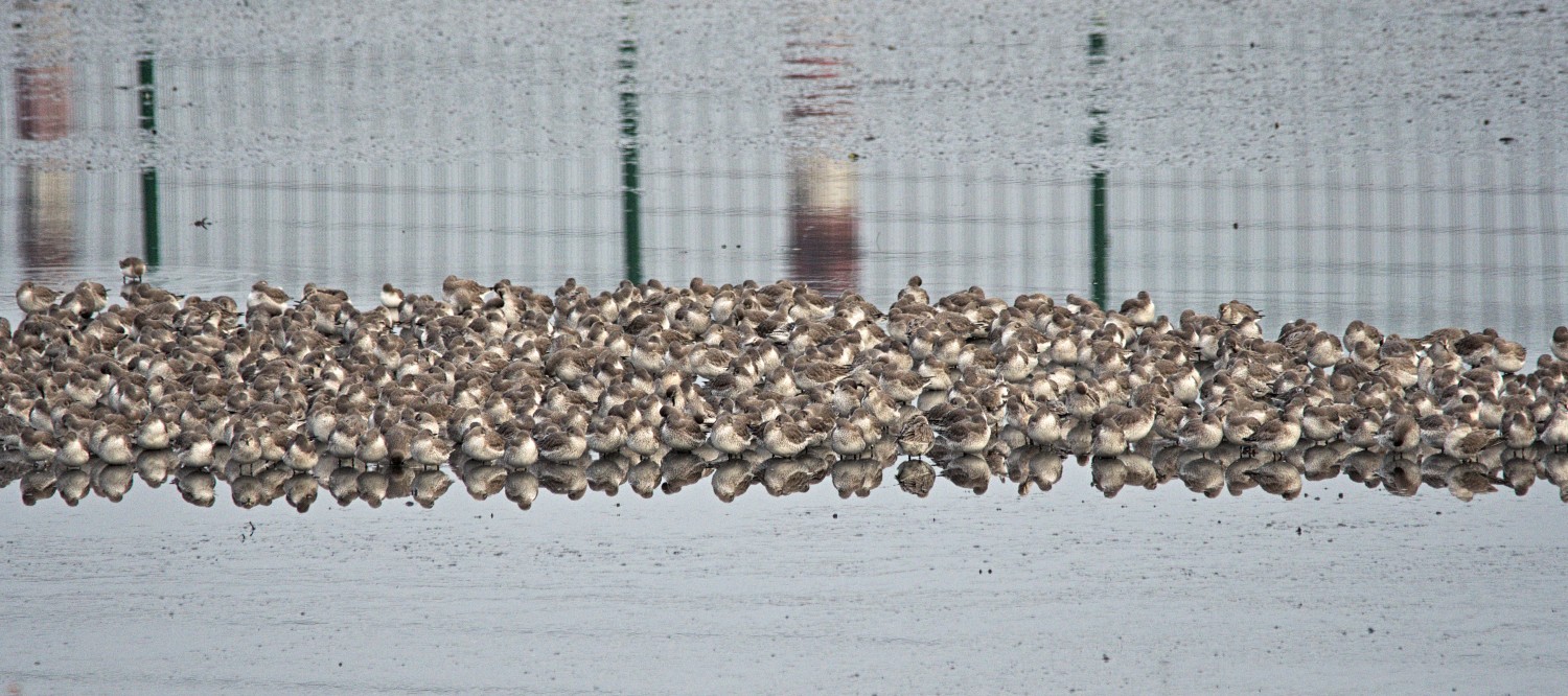 livebirdspoland_ceedb2258538d168ab34f23fb4933754.jpg