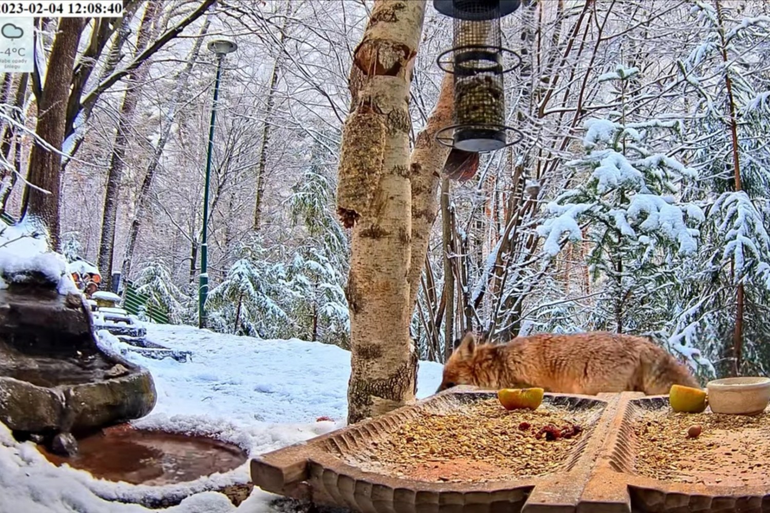 livebirdspoland_8840a5364a2640a82999ee967a399e39.jpg