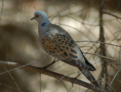 livebirdspoland_0abc482df9b34fe01f35b2317174b736.png