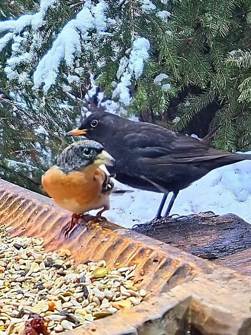 livebirdspoland_28d2aba59dfa88be2487020e43b1a508.jpg