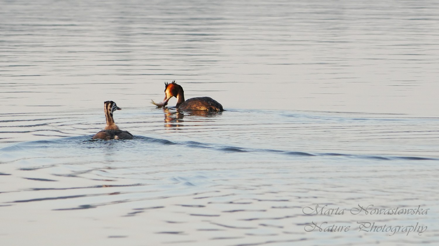 livebirdspoland_5306c4e10f2fb8d5eb65ee101c4a116c.jpg