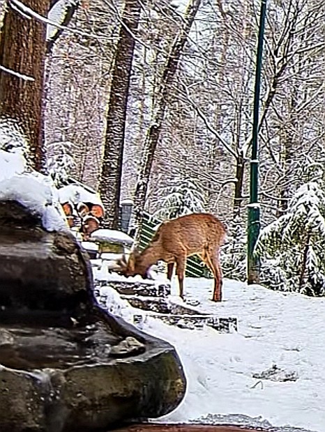 livebirdspoland_5286fc39b0a3b27024c5b6b7cd071dd4.jpg