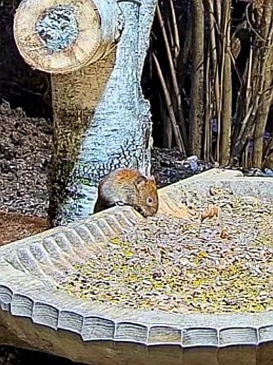 livebirdspoland_f9911993f188deb66d714985b0c205f8.jpg