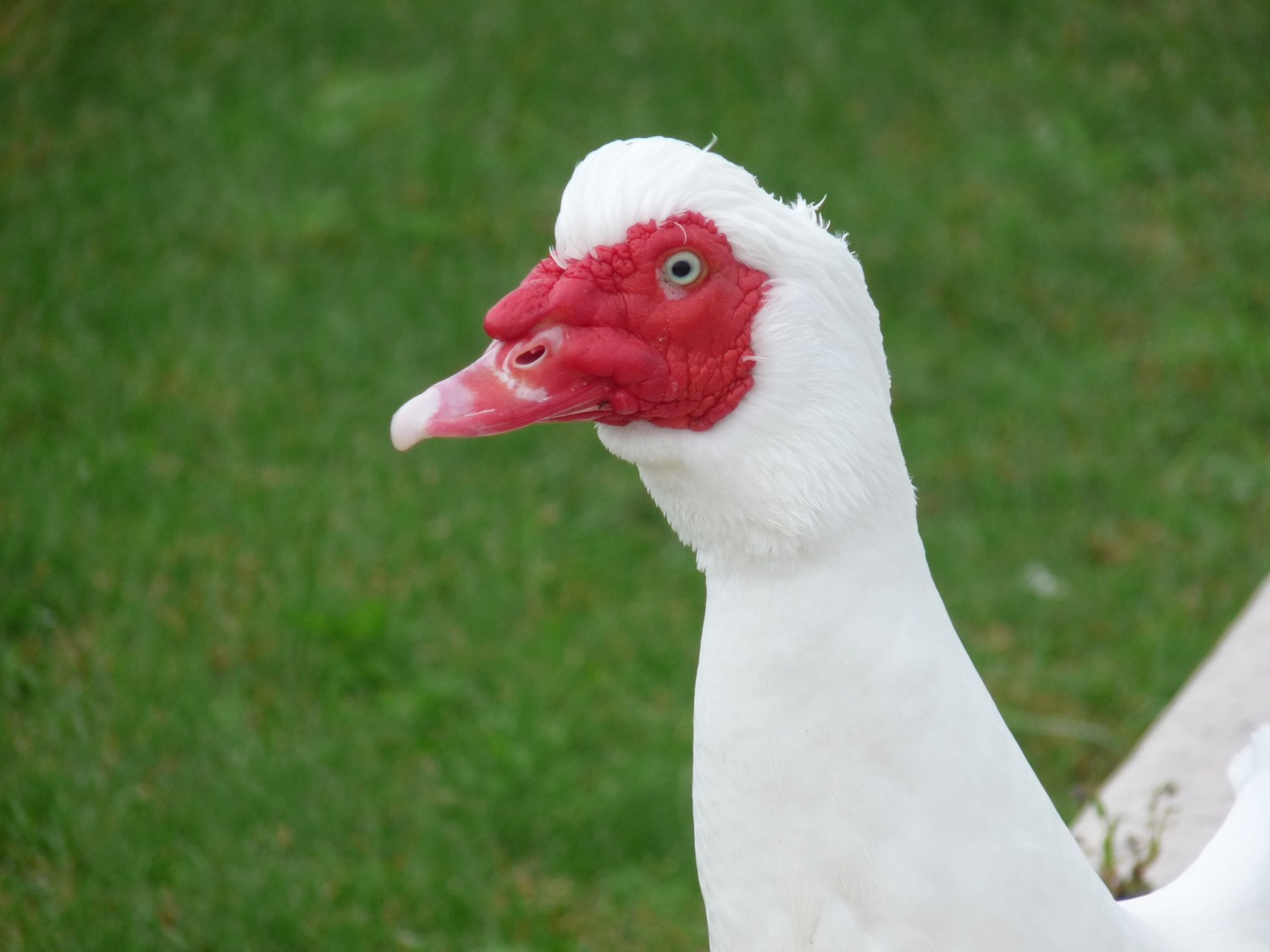 livebirdspoland_f4640ad601f93c9783574cbb92c2e19c.jpg
