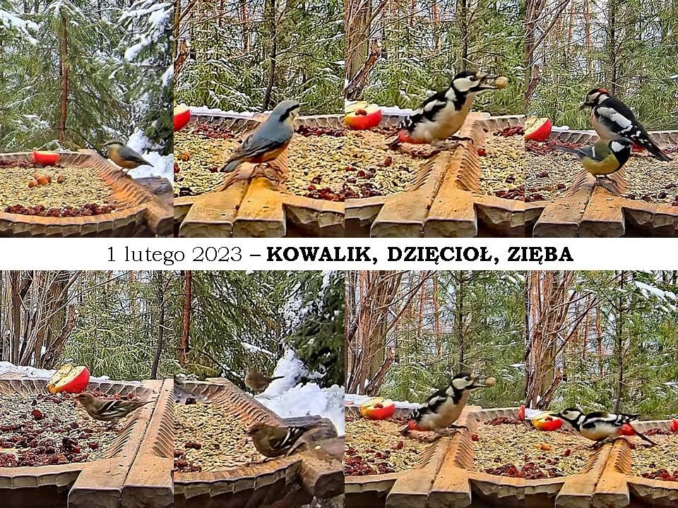 livebirdspoland_54ff74afb2a28e0b70c854fa01c27418.jpg