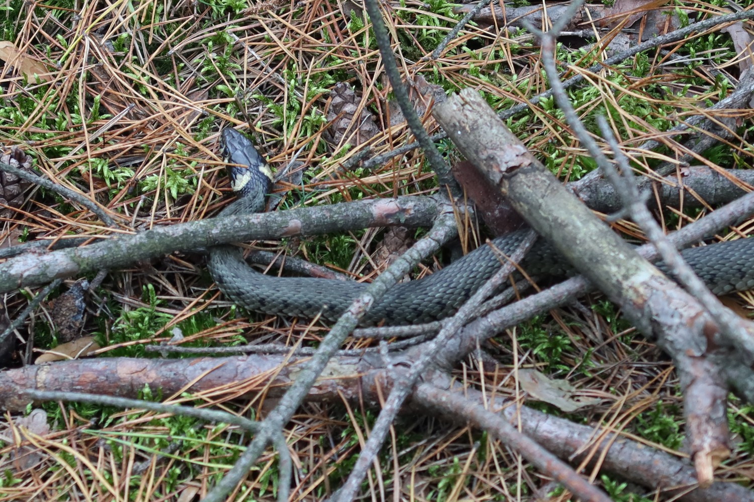livebirdspoland_d8d649dcb676033edece247c26b198ab.jpg