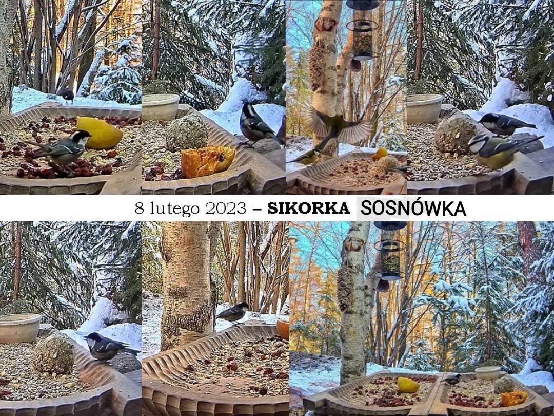livebirdspoland_90874a8eb9868f4899aa87df697bc22e.jpg