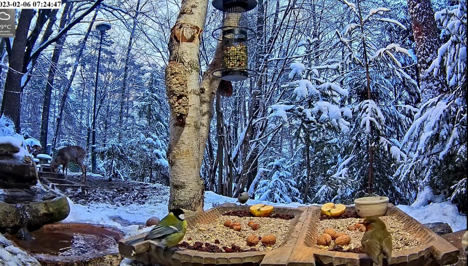livebirdspoland_f21059b878477c7e06ad483b6b660052.jpg