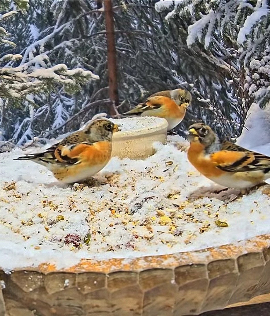 livebirdspoland_931164d02378427bb0382c6752fce09b.jpg