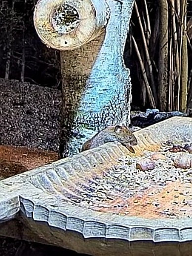 livebirdspoland_4218c4c6fb02764b4c3c71f3536687f2.jpg