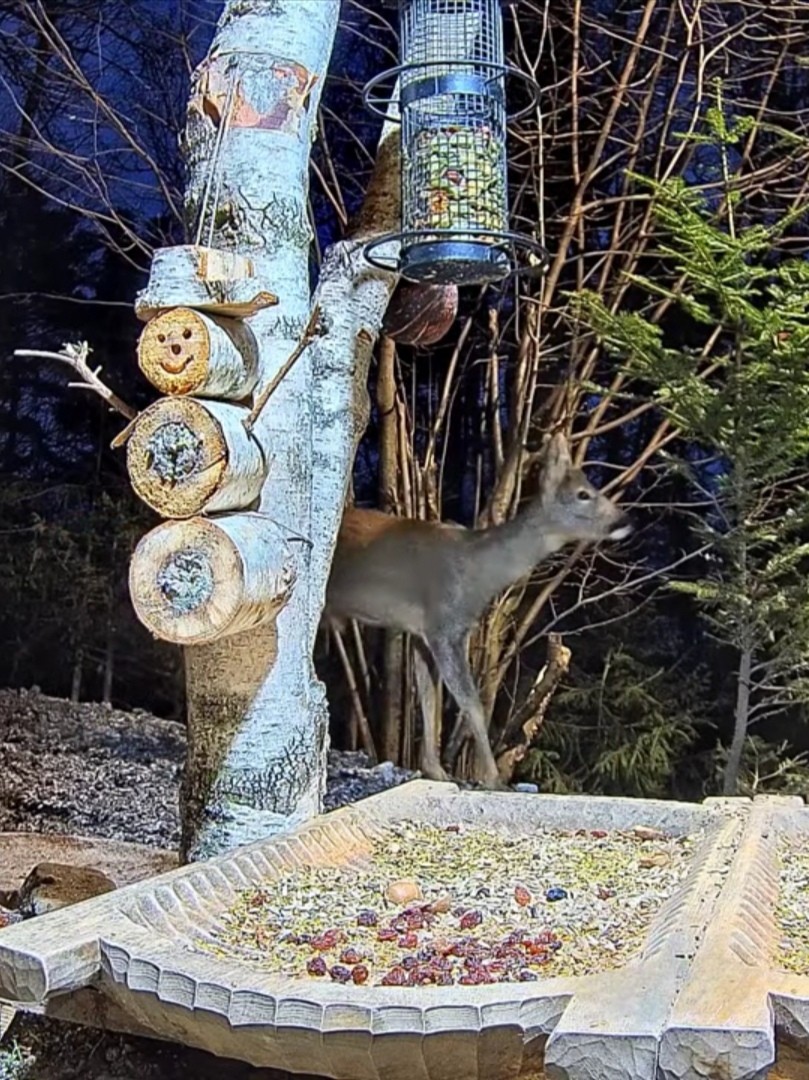 livebirdspoland_a08720fea769f1381154b72ff763b579.jpg