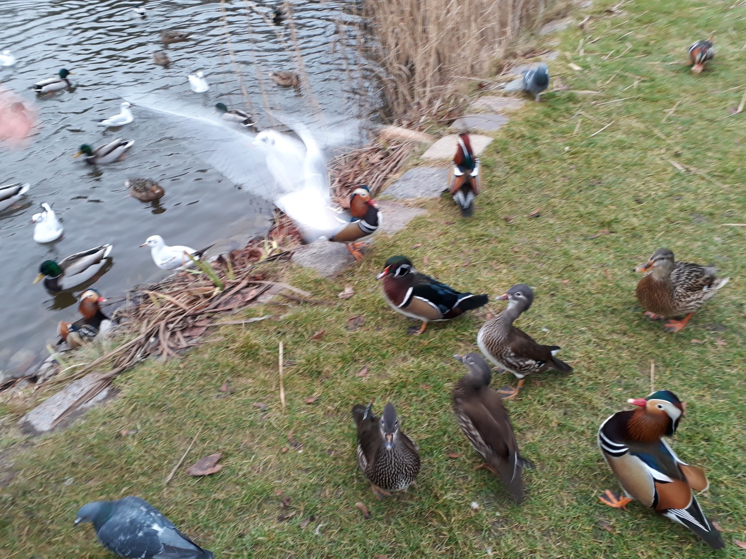 livebirdspoland_c0e8317cac00d1a1acb59fe0c5d4485a.jpg
