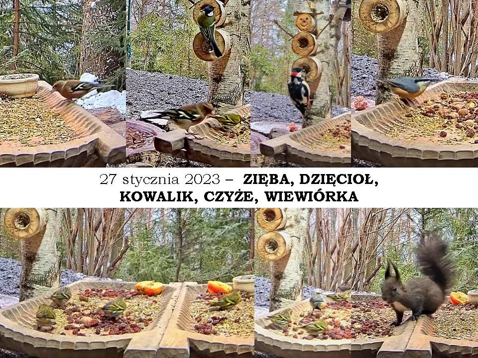 livebirdspoland_95695863b910ddfcb45a53f62eae8aaf.jpg