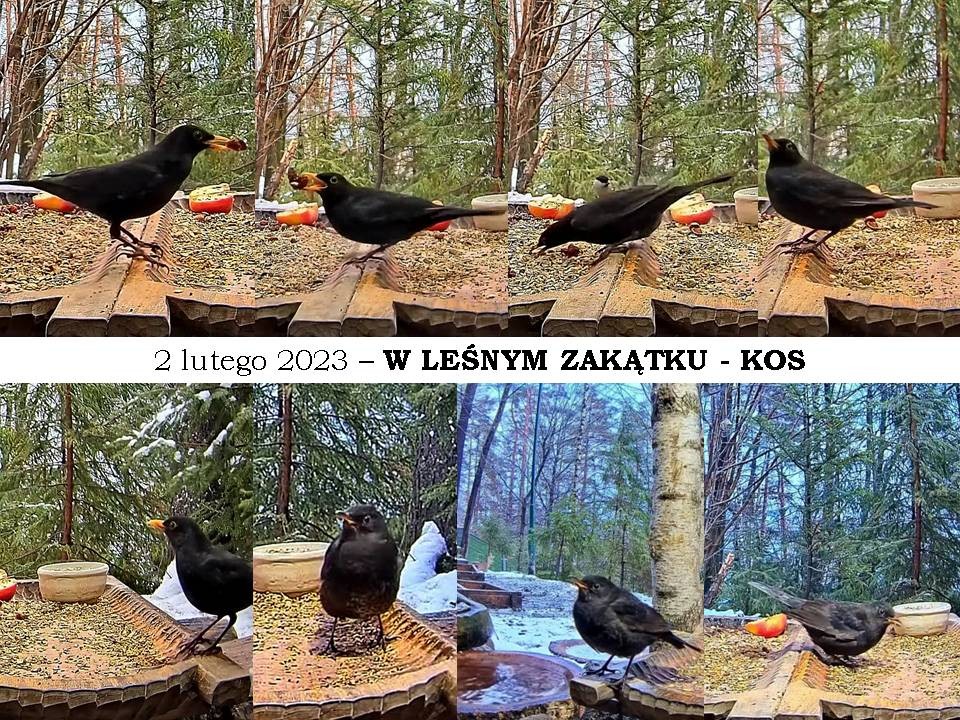 livebirdspoland_27427f753c36387ef2328103c7166aec.jpg