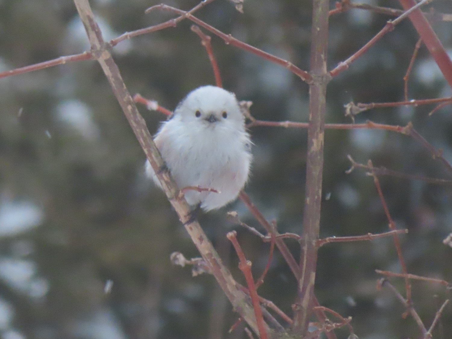 livebirdspoland_8f225b5e5e681662b32a9ab4c4910762.jpg
