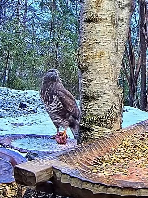 livebirdspoland_ed74778f487ebf914d2edb6c066e3416.jpg